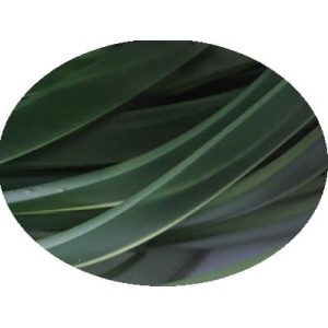 Cordon caoutchouc plat vert olive de 6mm coupé à 1 mètre